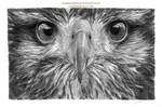 Eyes in the Sky by AmBr0 Eyes in the Sky by AmBr0