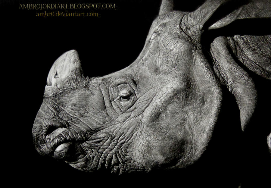 Rhinoceros Drawing
