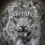 Snow Leopard