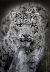 Snow Leopard