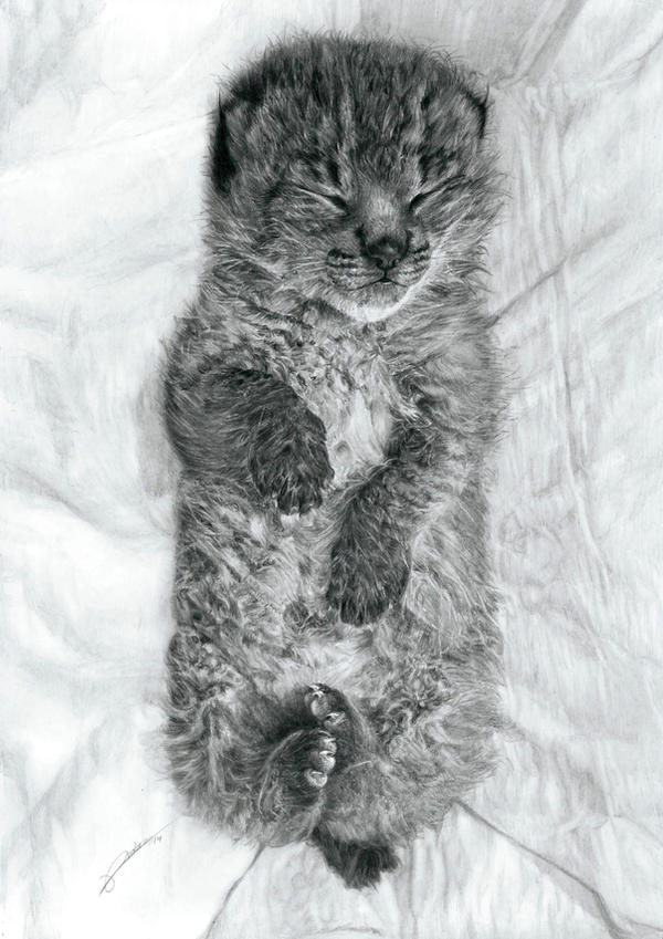 Iberian lynx by AmBr0