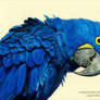 Hyacinth Macaw