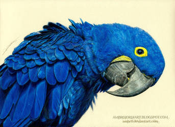 Hyacinth Macaw by AmBr0