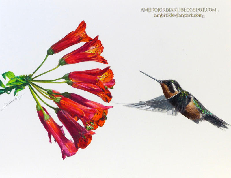 Hummingbird Flower by AmBr0