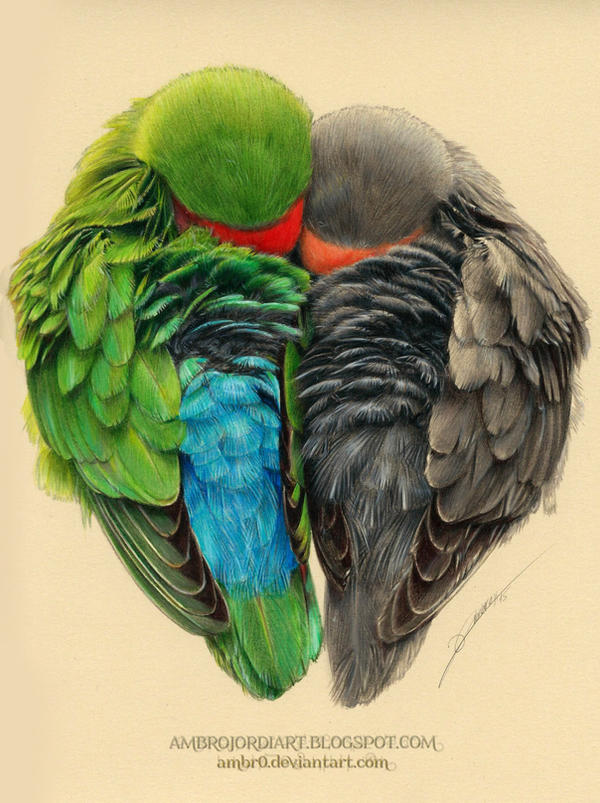 Lovebirds by AmBr0