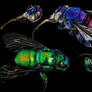 Orchid Bees