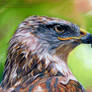 Ferruginous Hawk