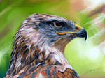 Ferruginous Hawk by AmBr0