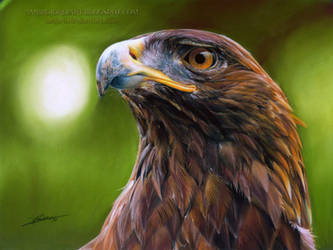 Golden Eagle