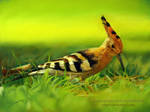 Hoopoe by AmBr0