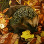 Hedgehog