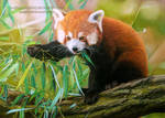 Red Panda by AmBr0