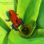 Strawberry Poison Frog