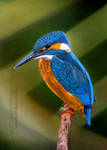 Kingfisher by AmBr0