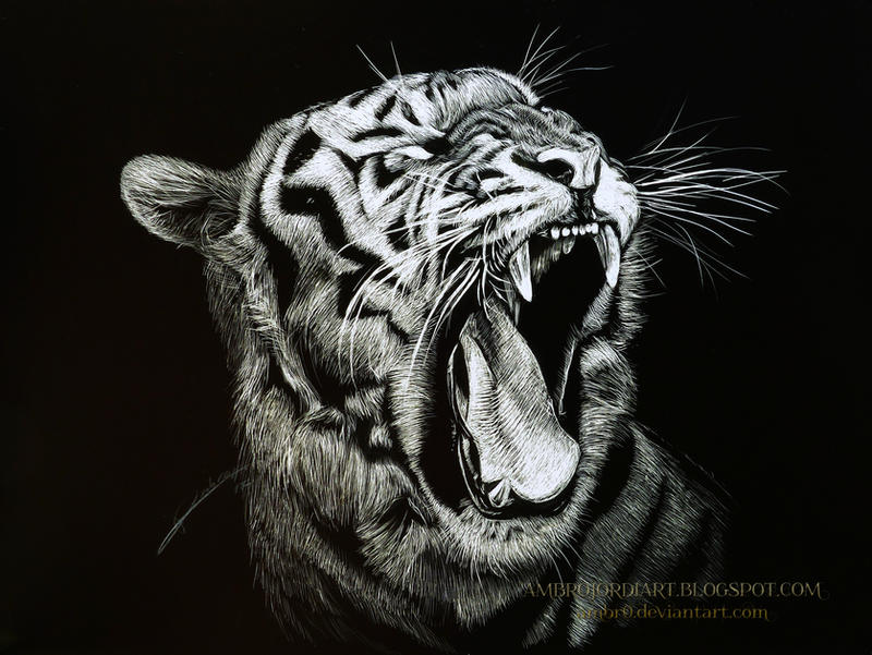 Tiger Scratchboard by AmBr0