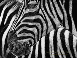 Zebra Scratchboard