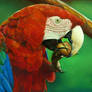 Green Winged Macaw Drawing