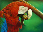 Green Winged Macaw Drawing by AmBr0