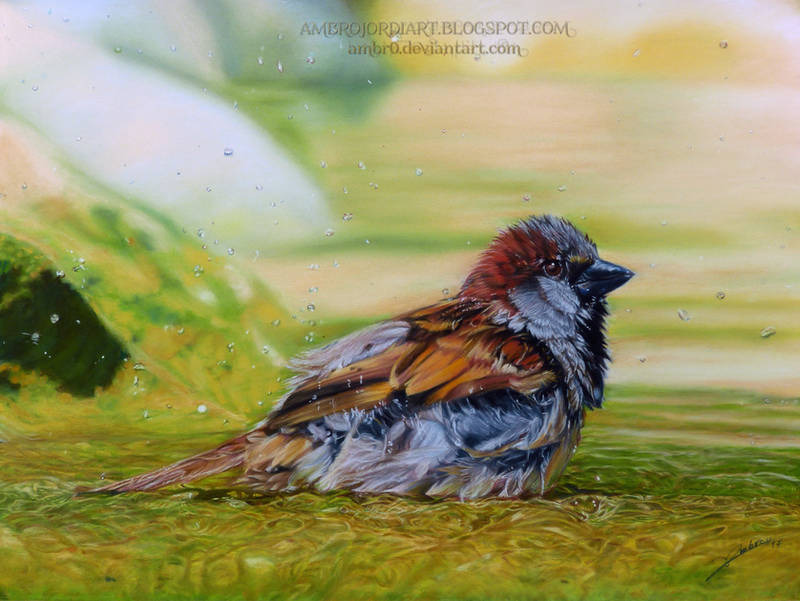 Sparrow drawing by AmBr0