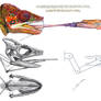 The hyoid bone and the tongue of the Chameleon