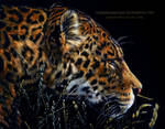 Leopard Scratchboard by AmBr0
