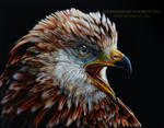 Red Kite Scratchboard by AmBr0