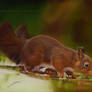 Squirrel Drawing