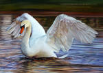 Swan Drawing by AmBr0