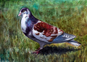 Pigeon
