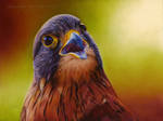 Falcon Drawing by AmBr0