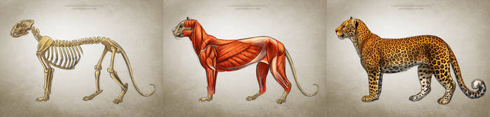 Leopard Anatomy Studies