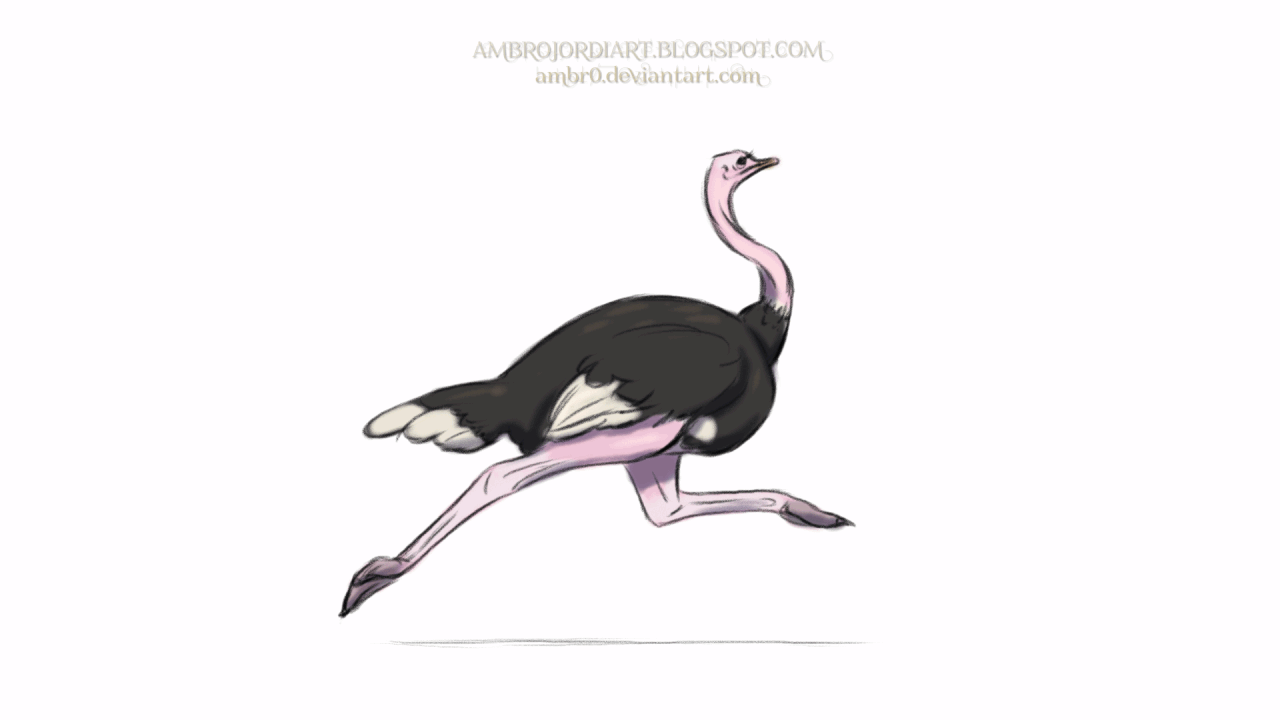Ostrich Animation Ostrich Animation by AmBr0 on DeviantArt