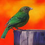 Green Catbird Drawing