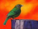 Green Catbird Drawing by AmBr0