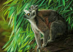 Lemurs Drawing by AmBr0