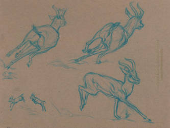 Animal Studies: SAHARIAN DORCAS GAZELLES