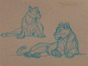 Animal Studies: LION