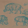 Animal Studies: WARTHOG