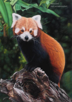 Endangered: Red Panda, Traditional Drawing