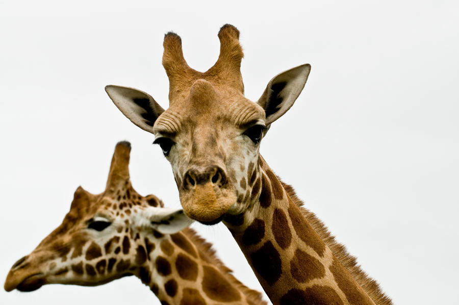 Two Headed Giraffe By White Voodoo On DeviantArt