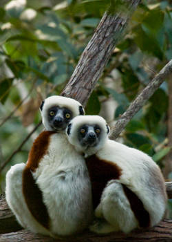 Sifaka couple