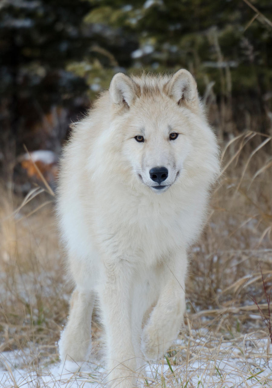 Arctic Wolf