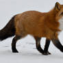 Red Fox II