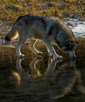 Reflective Wolf II