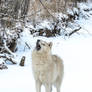 Howlin Arctic Wolf