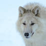 Arctic Wolves XIII