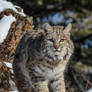 Bobcat I