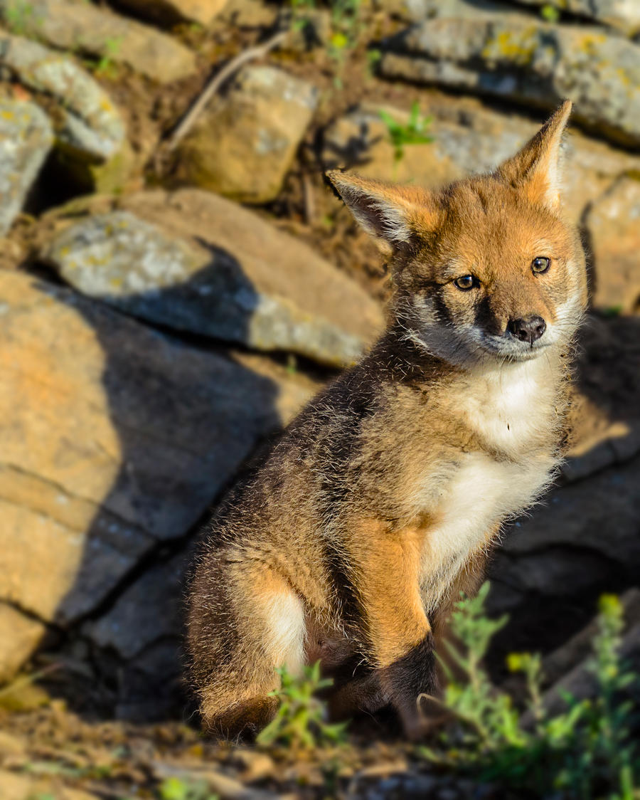 More coyote pups II