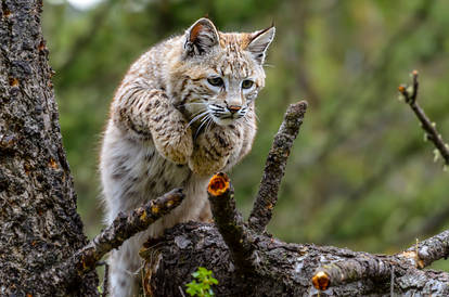 Flyin Bobcat