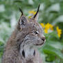 Lynx Portrait...